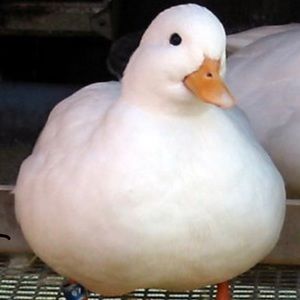 Meet your Posher, Gryffin